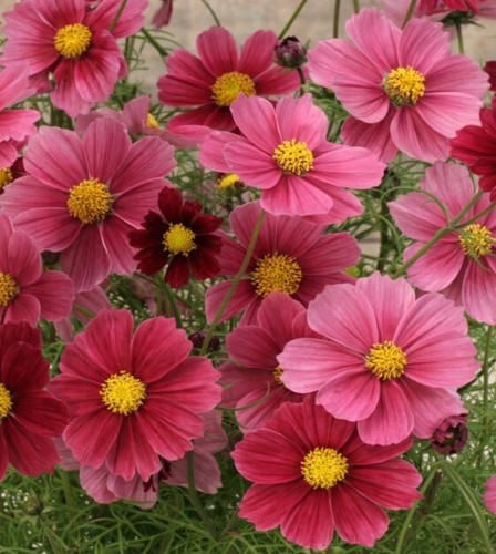 200 antiquity cosmos seeds - 200+,